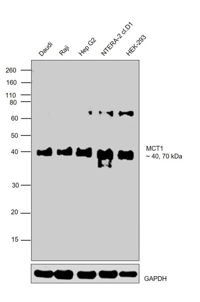 MCT1 Antibody in Western Blot (WB)