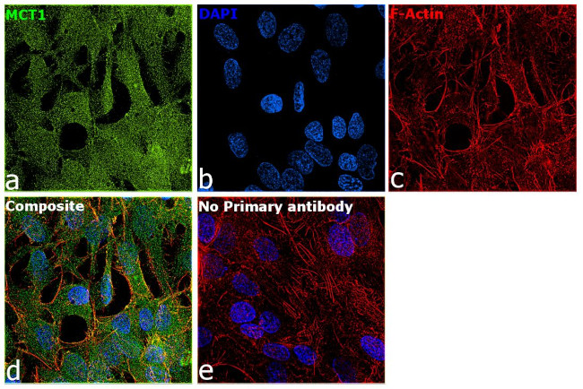 MCT1 Antibody in Immunocytochemistry (ICC/IF)