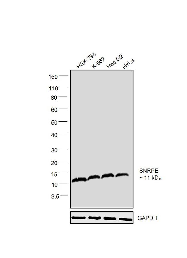 SNRPE Antibody in Western Blot (WB)