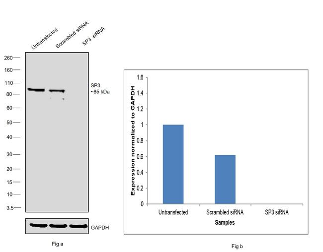 SP3 Antibody in Western Blot (WB)