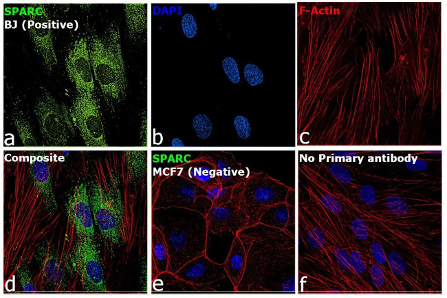 SPARC Antibody