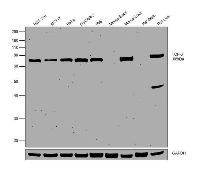 TCF3 Antibody in Western Blot (WB)