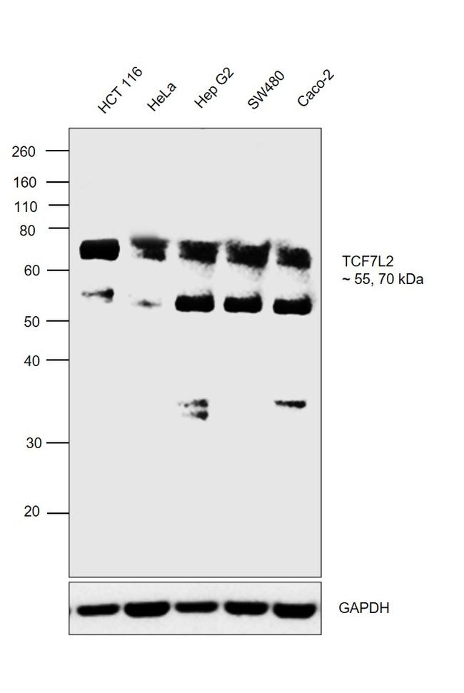 TCF7L2 Antibody in Western Blot (WB)