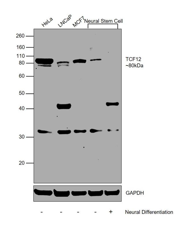 TCF12 Antibody in Western Blot (WB)