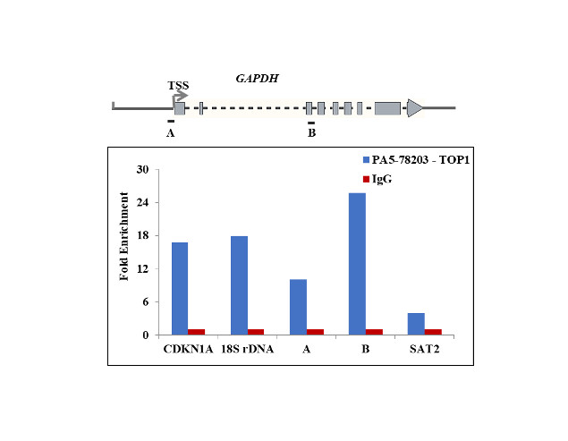 TOP1 Antibody in ChIP Assay (ChIP)