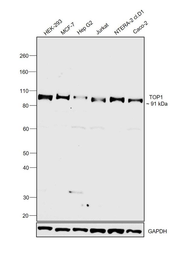 TOP1 Antibody in Western Blot (WB)