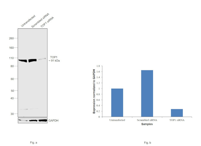 TOP1 Antibody