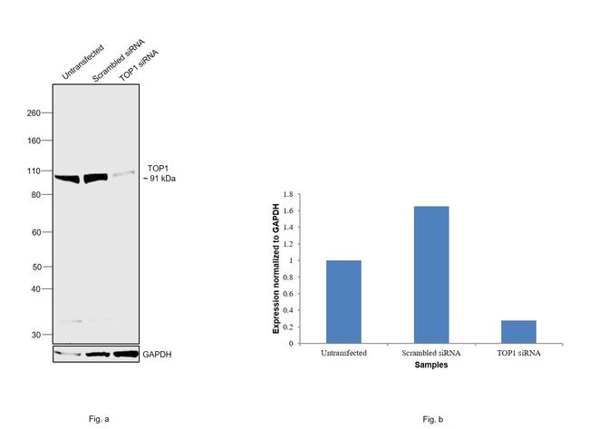 TOP1 Antibody in Western Blot (WB)