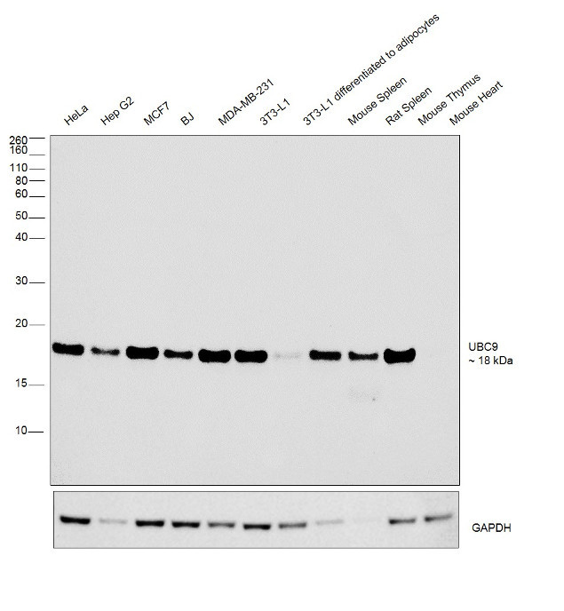 UBC9 Antibody