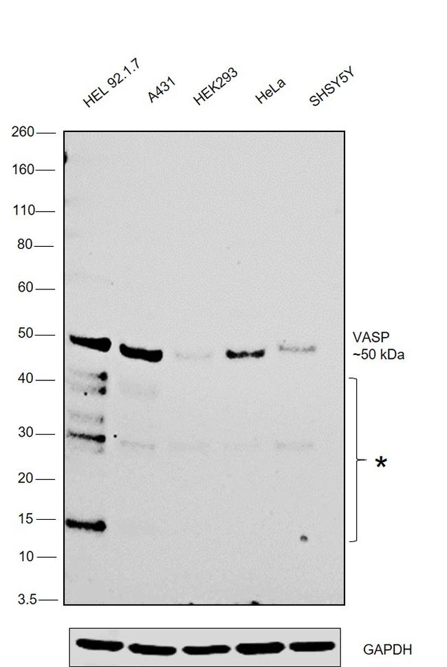 VASP Antibody in Western Blot (WB)