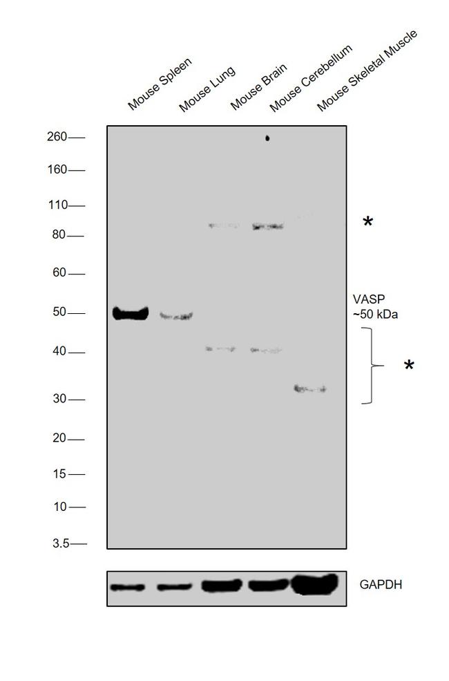 VASP Antibody in Western Blot (WB)