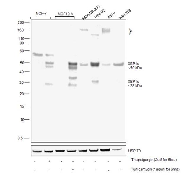 XBP1 Antibody in Western Blot (WB)