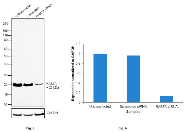 RAB7A Antibody