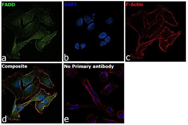 FADD Antibody in Immunocytochemistry (ICC/IF)