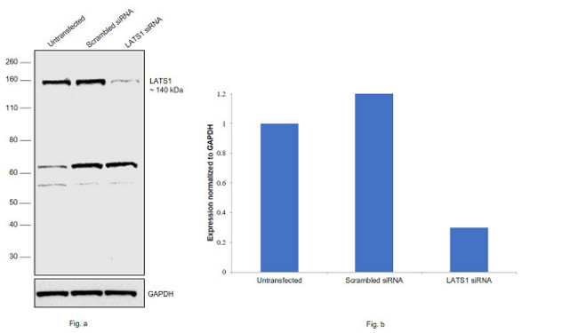 LATS1 Antibody