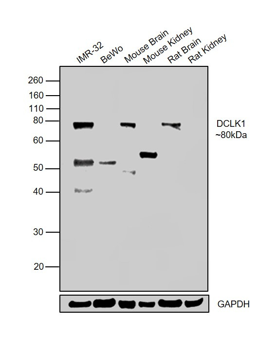 DCLK1 Antibody