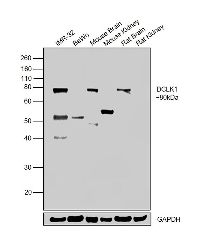 DCLK1 Antibody in Western Blot (WB)