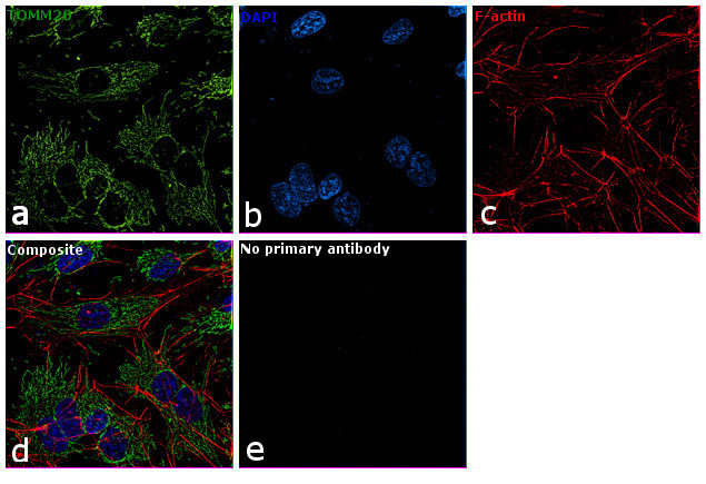 TOMM20 Antibody in Immunocytochemistry (ICC/IF)