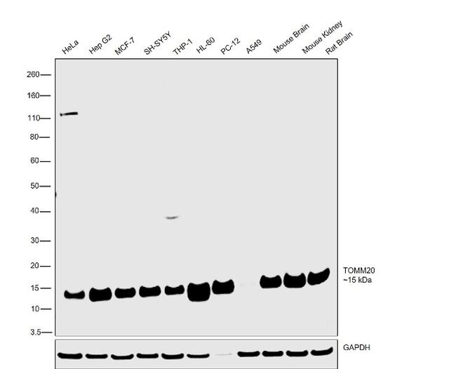 TOMM20 Antibody in Western Blot (WB)