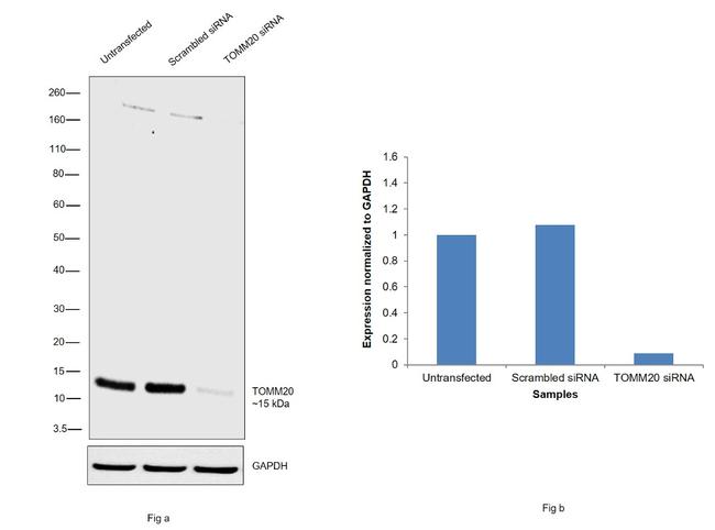 TOMM20 Antibody in Western Blot (WB)