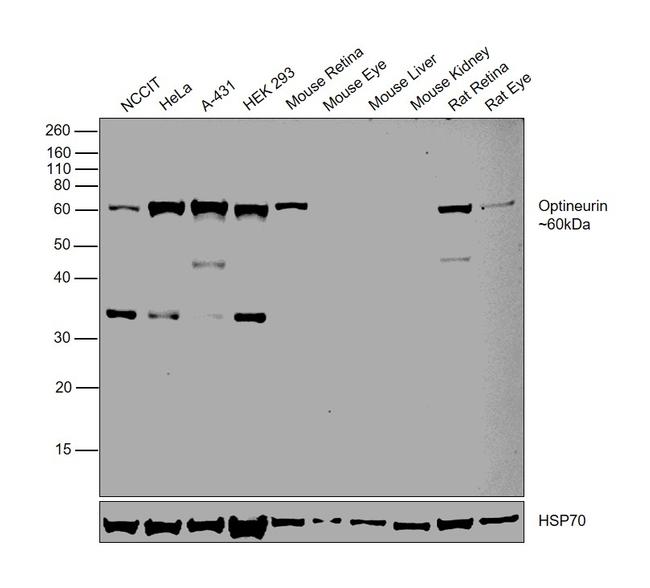 Optineurin Antibody in Western Blot (WB)