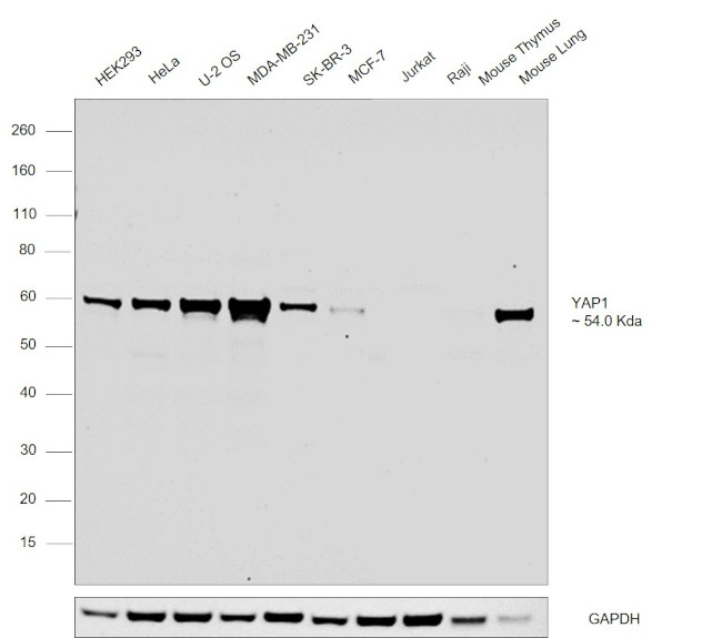 YAP1 Antibody