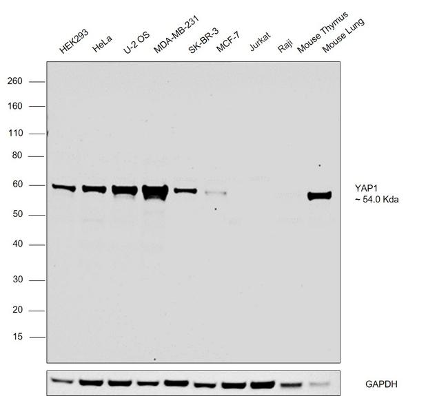 YAP1 Antibody in Western Blot (WB)