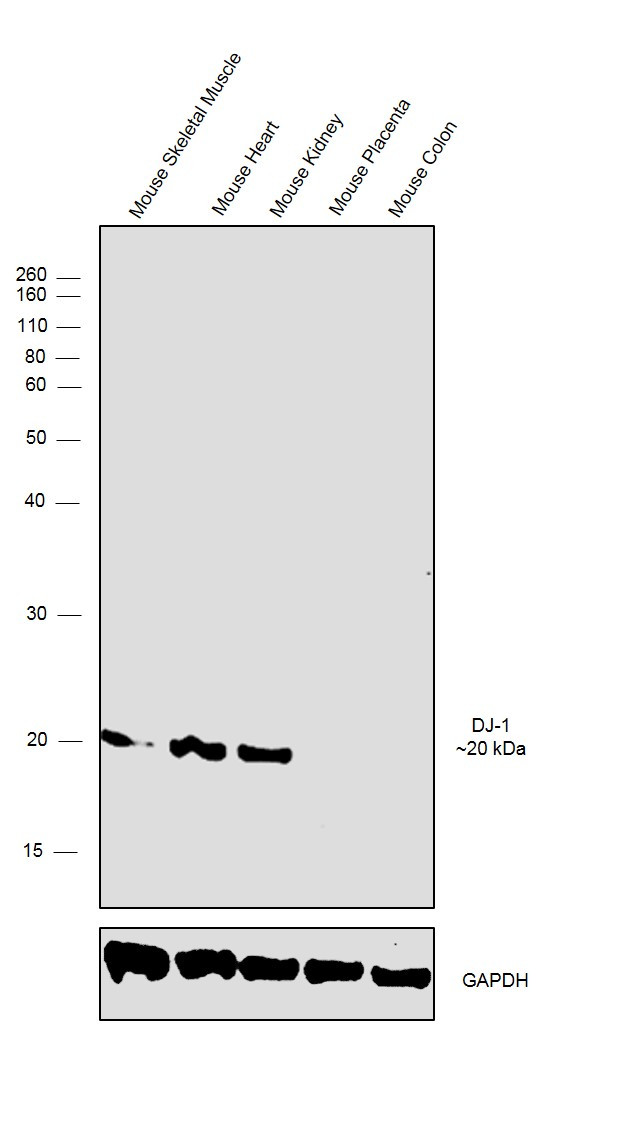 DJ-1 Antibody