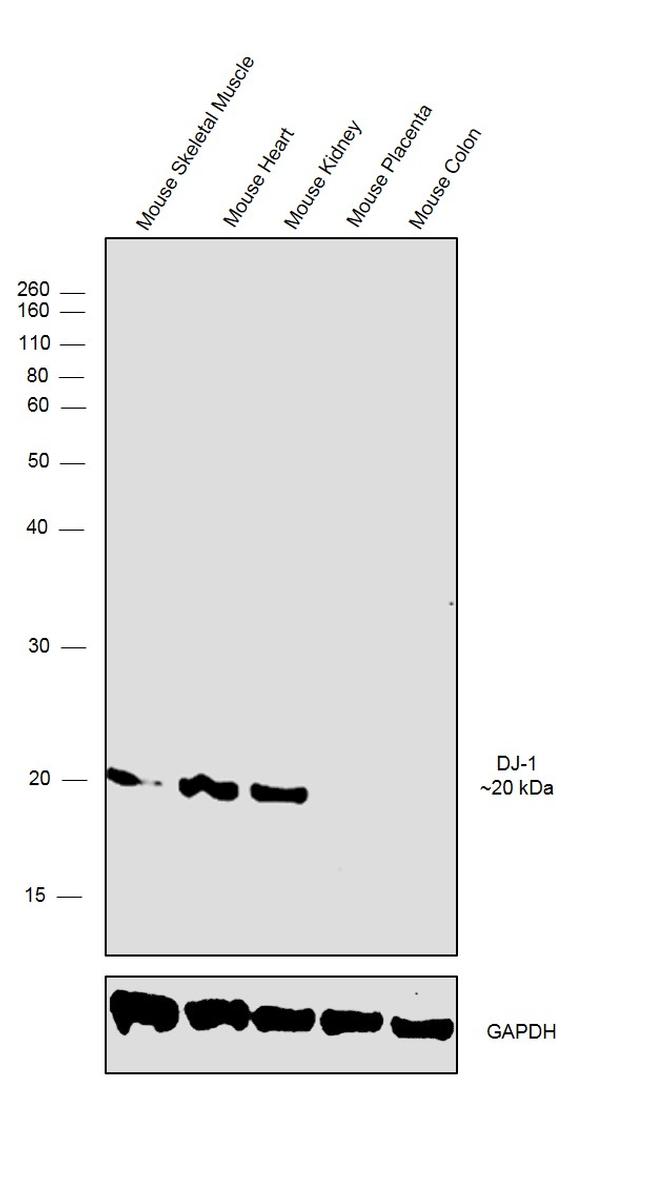 DJ-1 Antibody in Western Blot (WB)