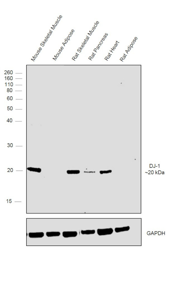 DJ-1 Antibody