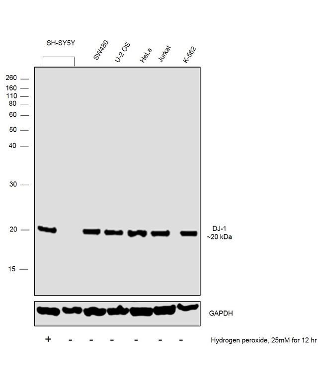 DJ-1 Antibody