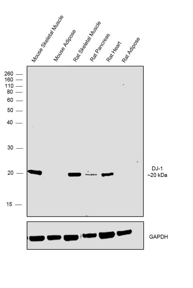 DJ-1 Antibody in Western Blot (WB)