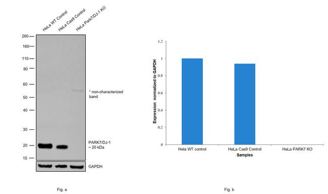 DJ-1 Antibody in Western Blot (WB)