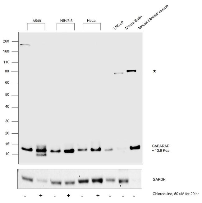 GABARAP Antibody in Western Blot (WB)