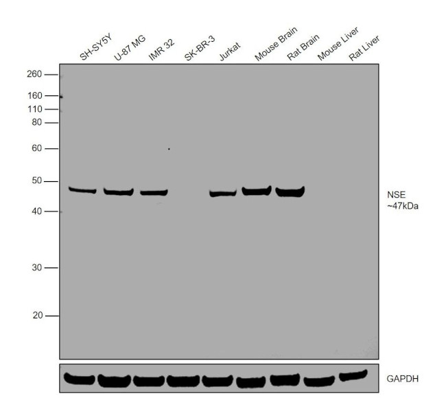 NSE Antibody