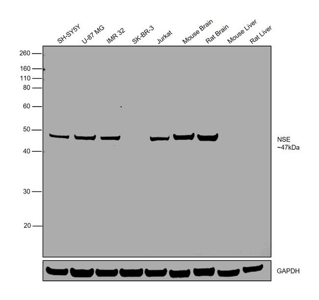 NSE Antibody in Western Blot (WB)