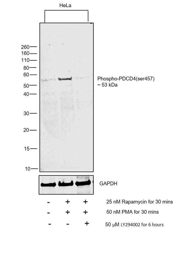 Phospho-PDCD4 (Ser457) Antibody in Western Blot (WB)