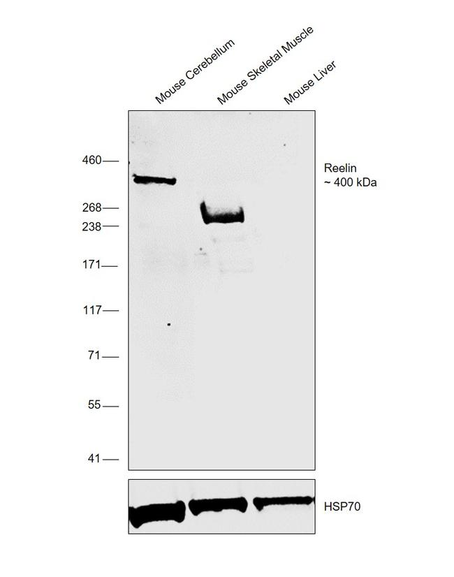 Reelin Antibody in Western Blot (WB)