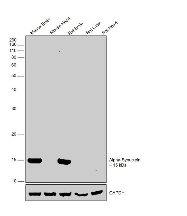 pan Synuclein Antibody in Western Blot (WB)