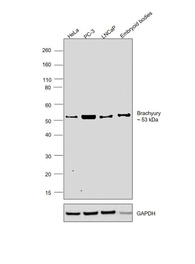 Brachyury Antibody in Western Blot (WB)