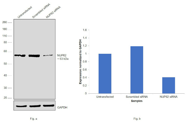 NUP62 Antibody