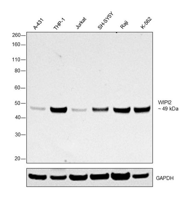 WIPI2 Antibody in Western Blot (WB)