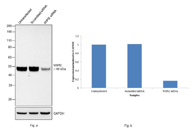 WIPI2 Antibody in Western Blot (WB)