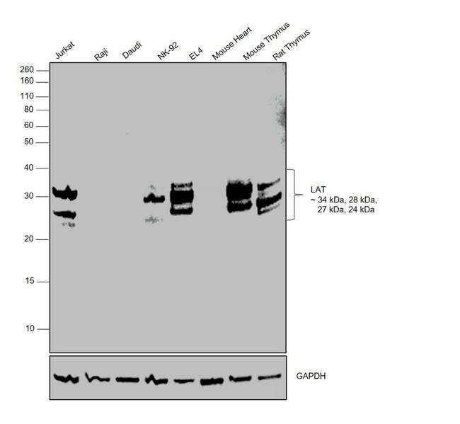 LAT Antibody in Western Blot (WB)