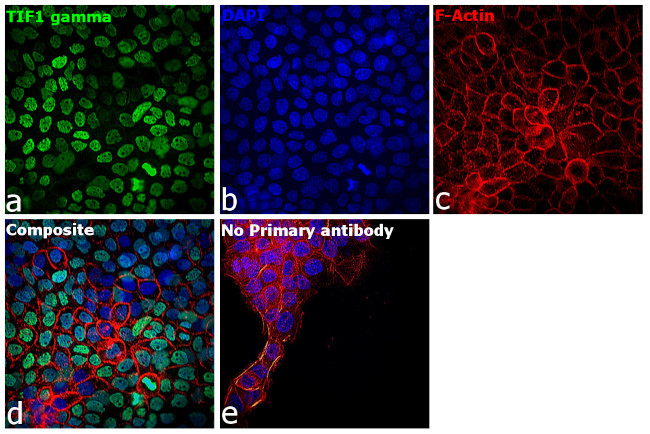 TIF1 gamma Antibody in Immunocytochemistry (ICC/IF)