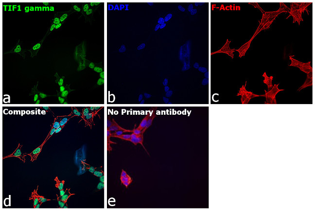 TIF1 gamma Antibody in Immunocytochemistry (ICC/IF)