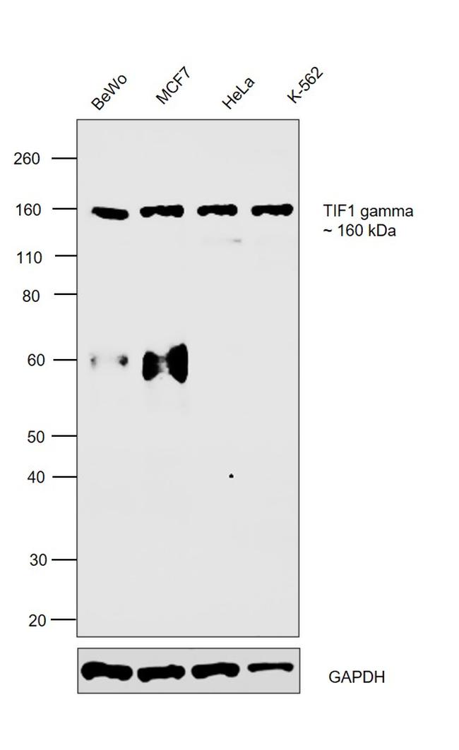 TIF1 gamma Antibody in Western Blot (WB)