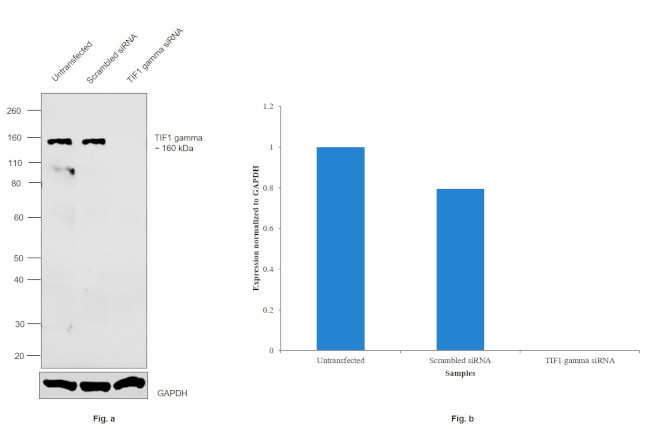 TIF1 gamma Antibody