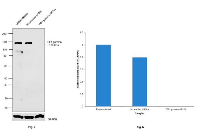 TIF1 gamma Antibody in Western Blot (WB)