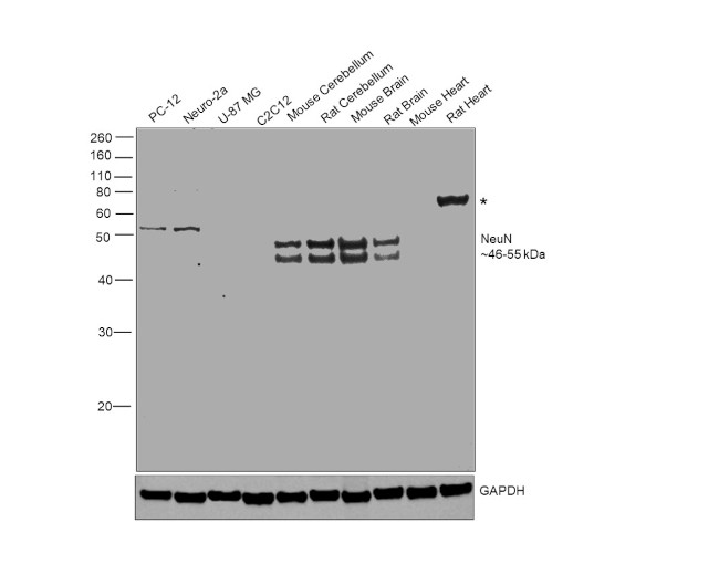 NeuN Antibody